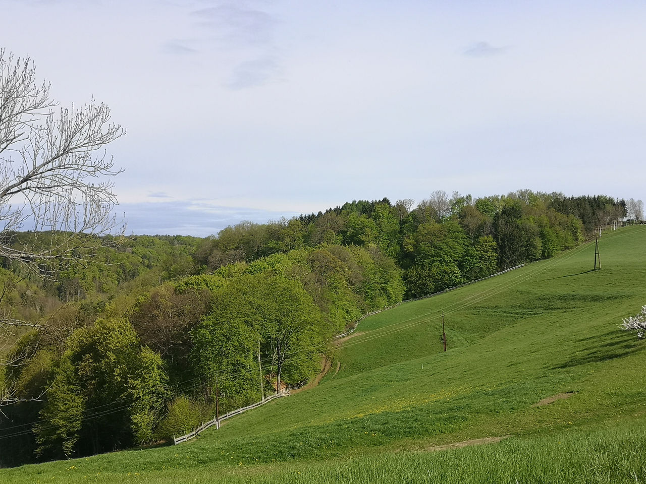 Foto des Aufforstungsgebiets Unger Pertlstein in der Gemeinde Fehring